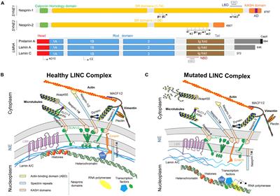 Nesprins and Lamins in Health and Diseases of Cardiac and Skeletal Muscles